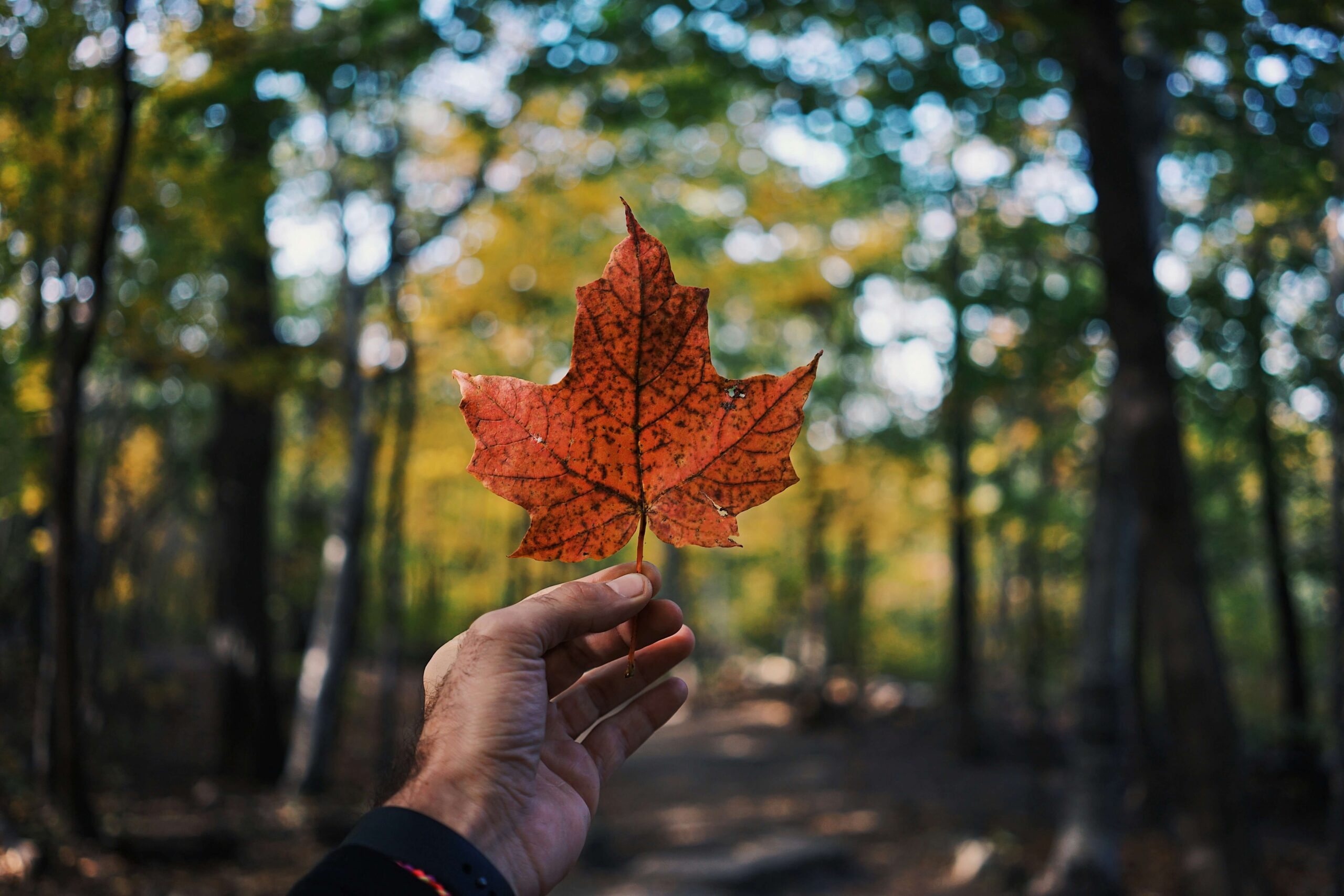 Canada Day activities for kids in Mississauga